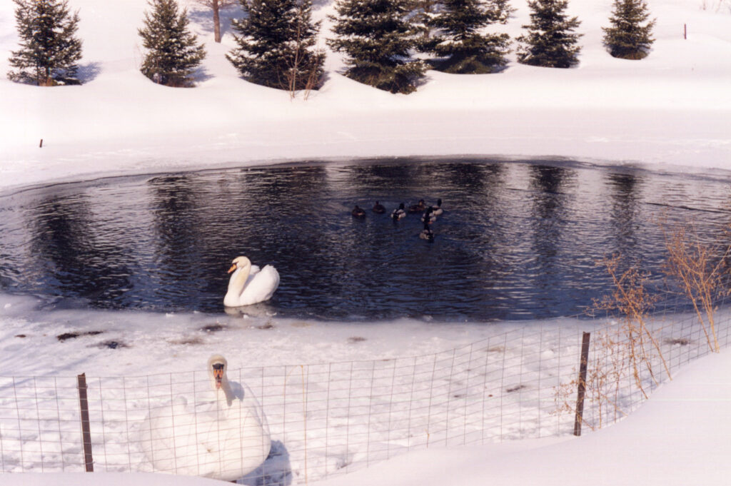 Winter Aeration in Pond with Swan