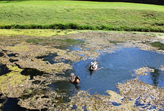 Floating weeds covering a pond surface, with patches of clear water visible.